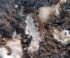 Oniscus asellus
